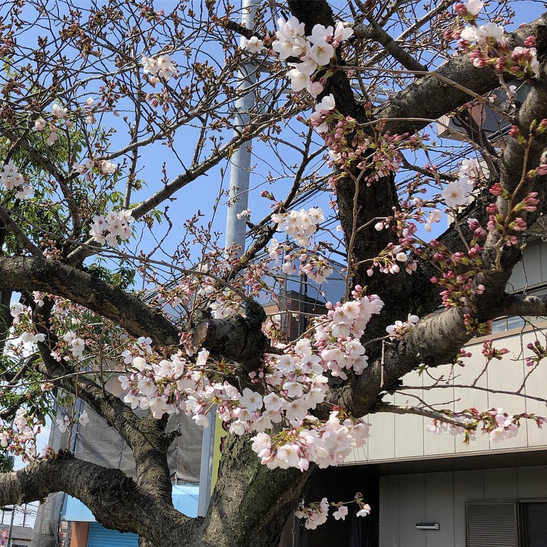 【今日の桜…】﻿1