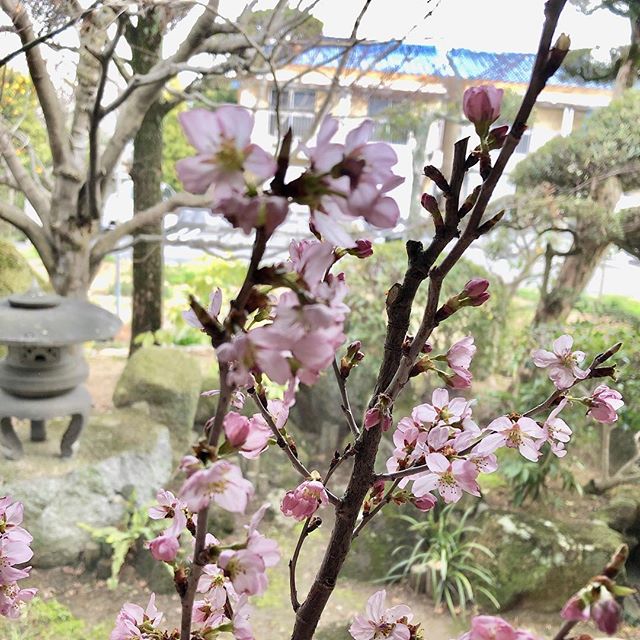 【桜の花、いただきました！！】﻿2