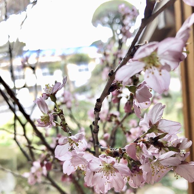 【桜の花、いただきました！！】﻿3