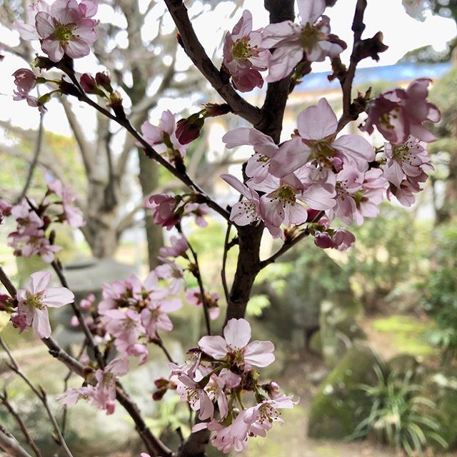【桜の花、いただきました！！】﻿4