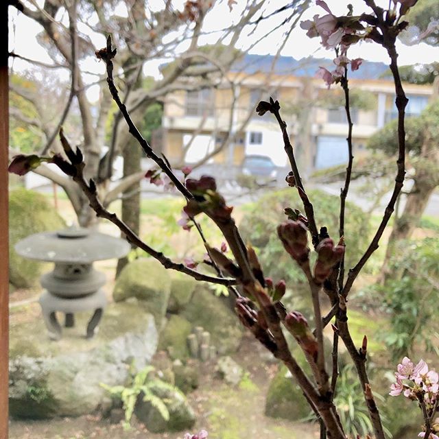 【桜の花、いただきました！！】﻿5