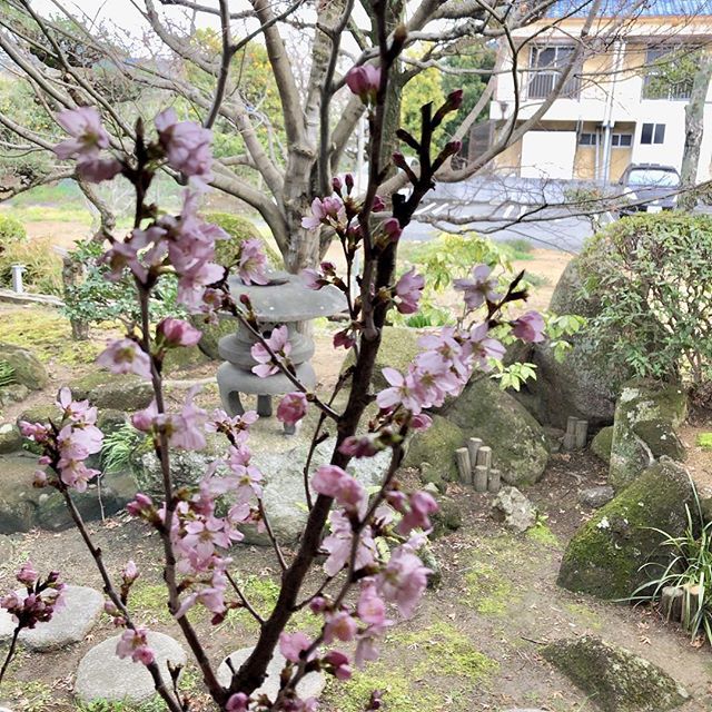 【桜の花、いただきました！！】﻿6