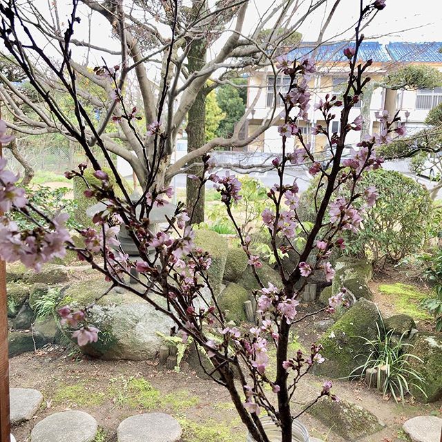 【桜の花、いただきました！！】﻿7