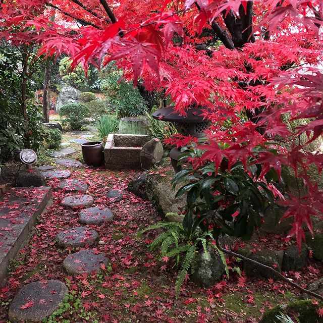 【雨上がりの紅葉！】﻿3