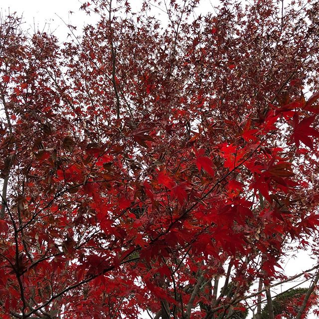 【雨上がりの紅葉！】﻿5