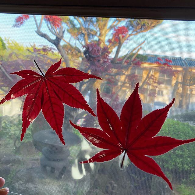 【こんなに大きな紅葉！！！】﻿4